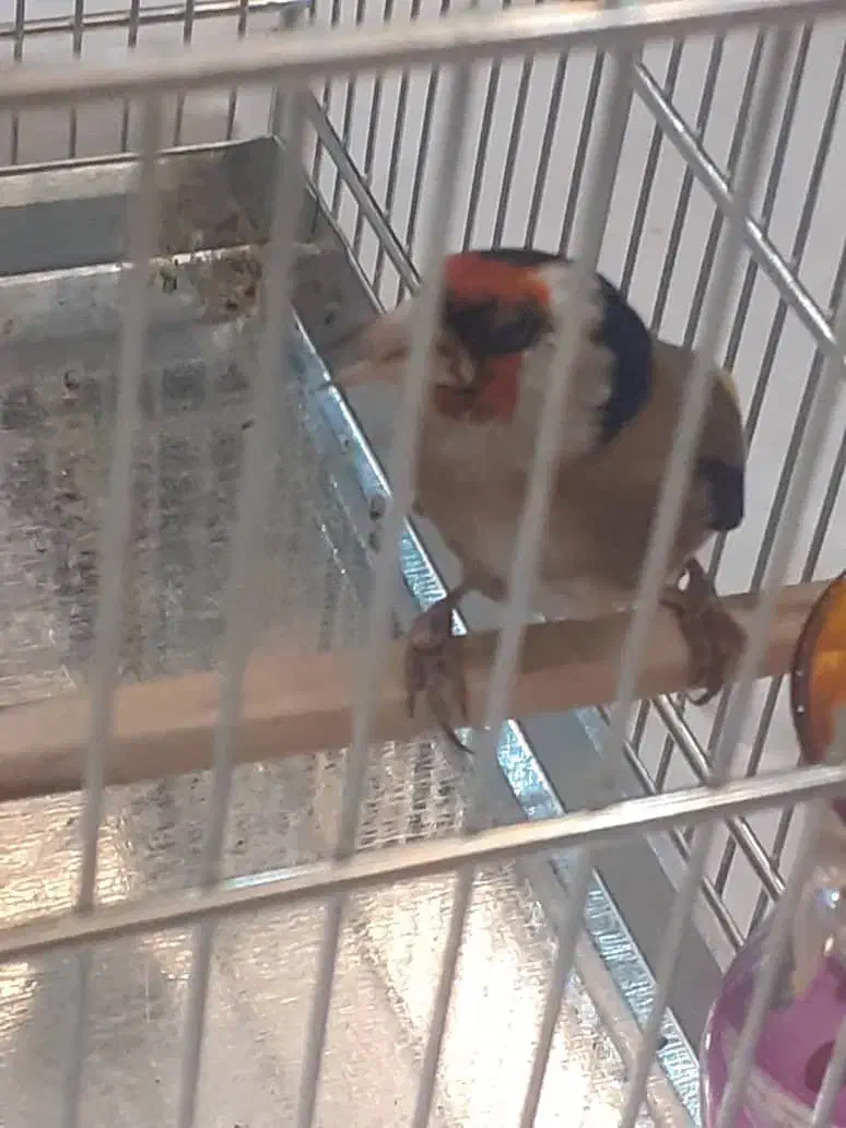 سهره نر|پرنده|شهریار, شهرک وائین|دیوار