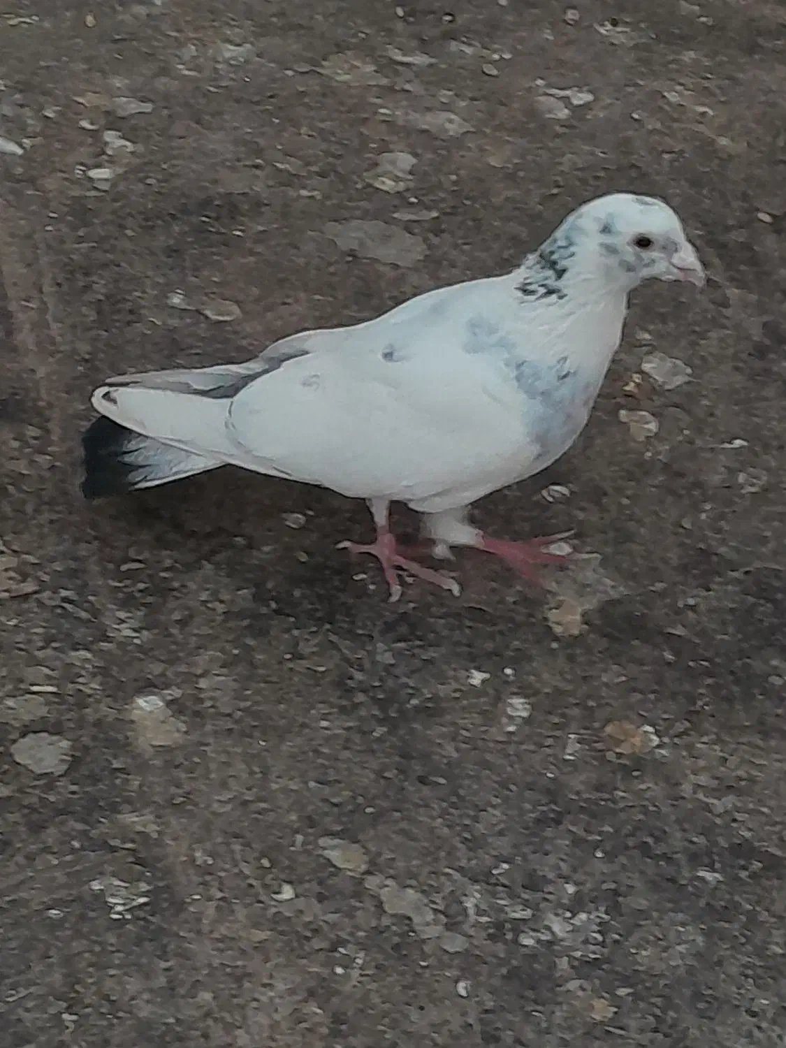 کبوتر|پرنده|نیشابور, مازول|دیوار