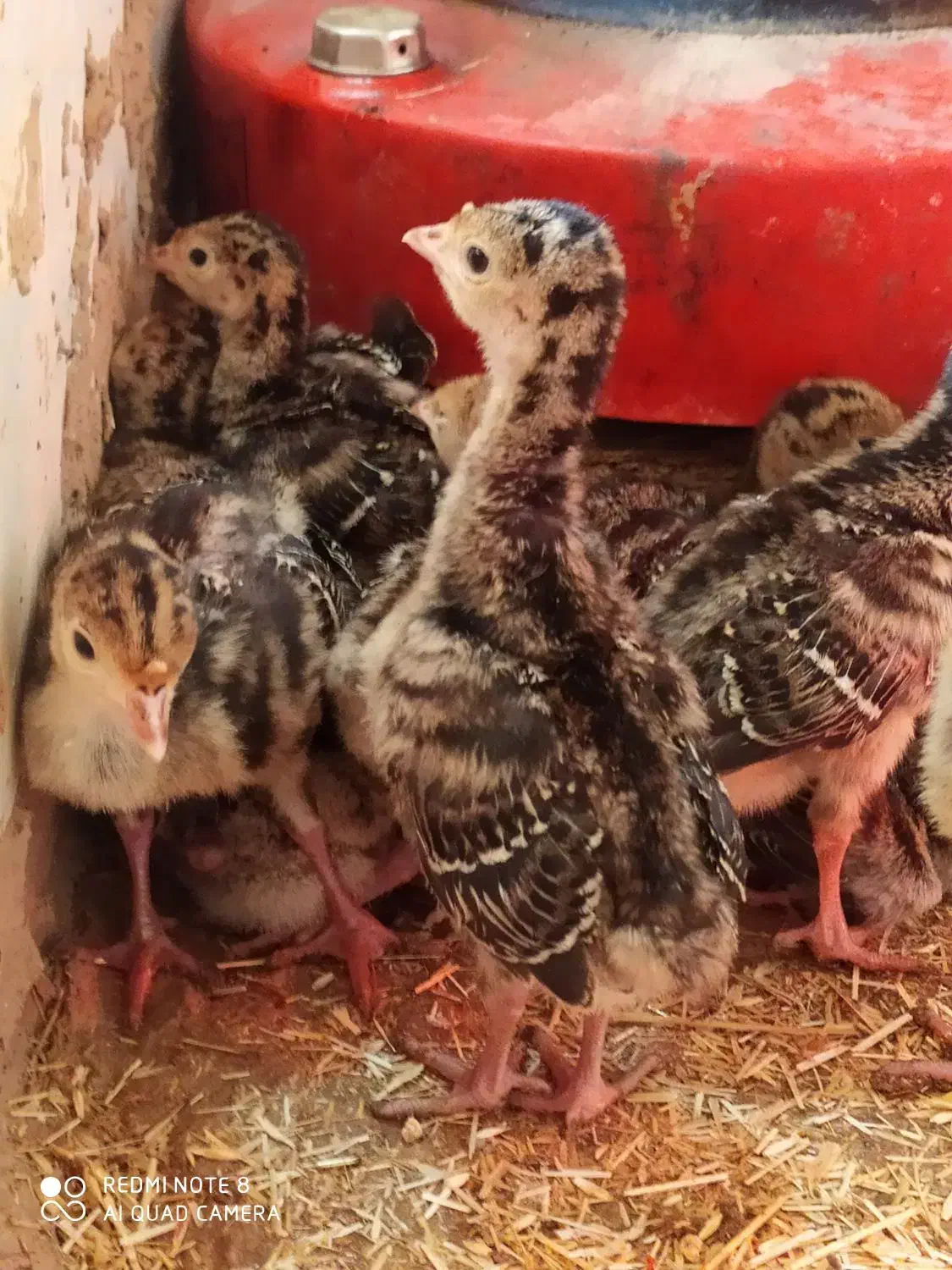 جوجه بوقلمون برنز سینه پهن|حیوانات مزرعه|تربت‌حیدریه, ترمینال|دیوار