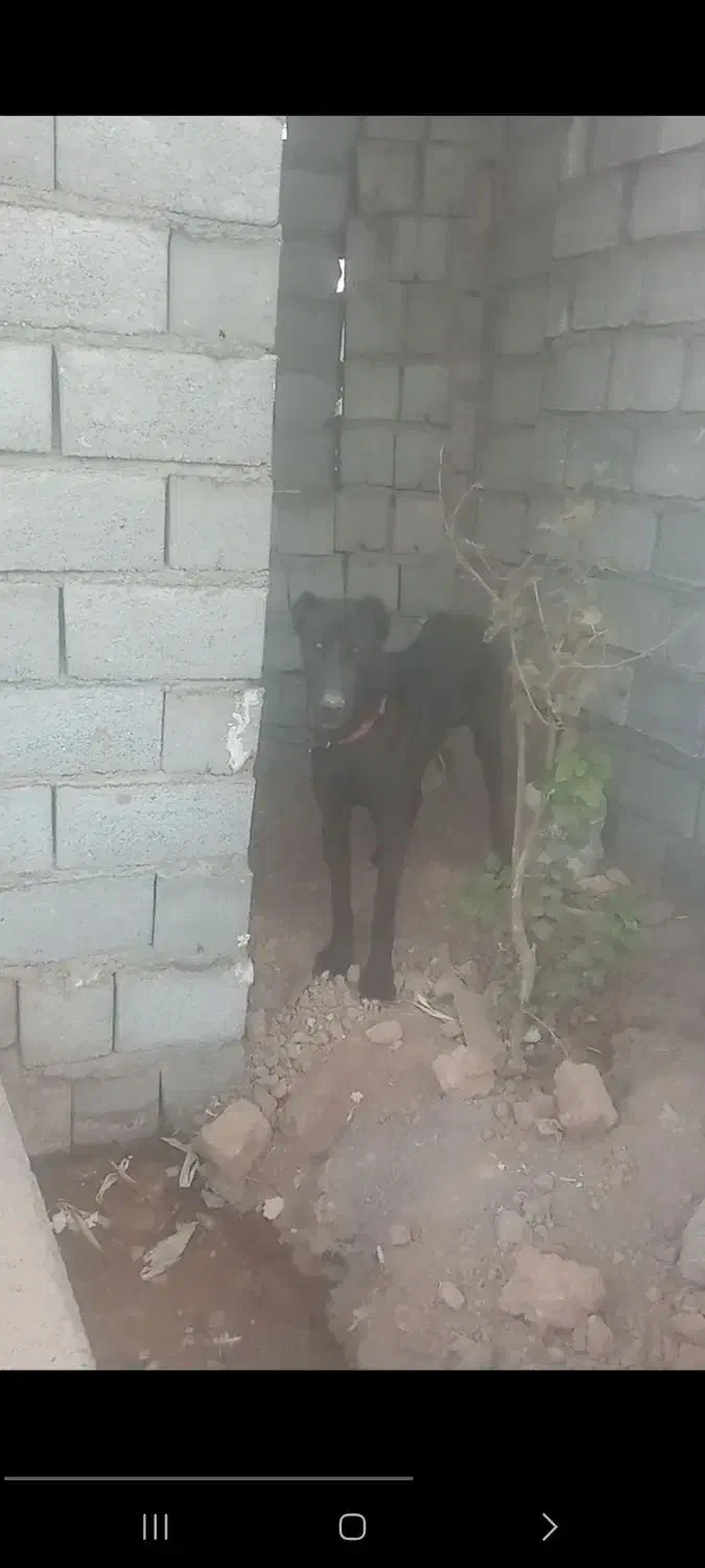 سگ بومی|سگ|برخوار, |دیوار