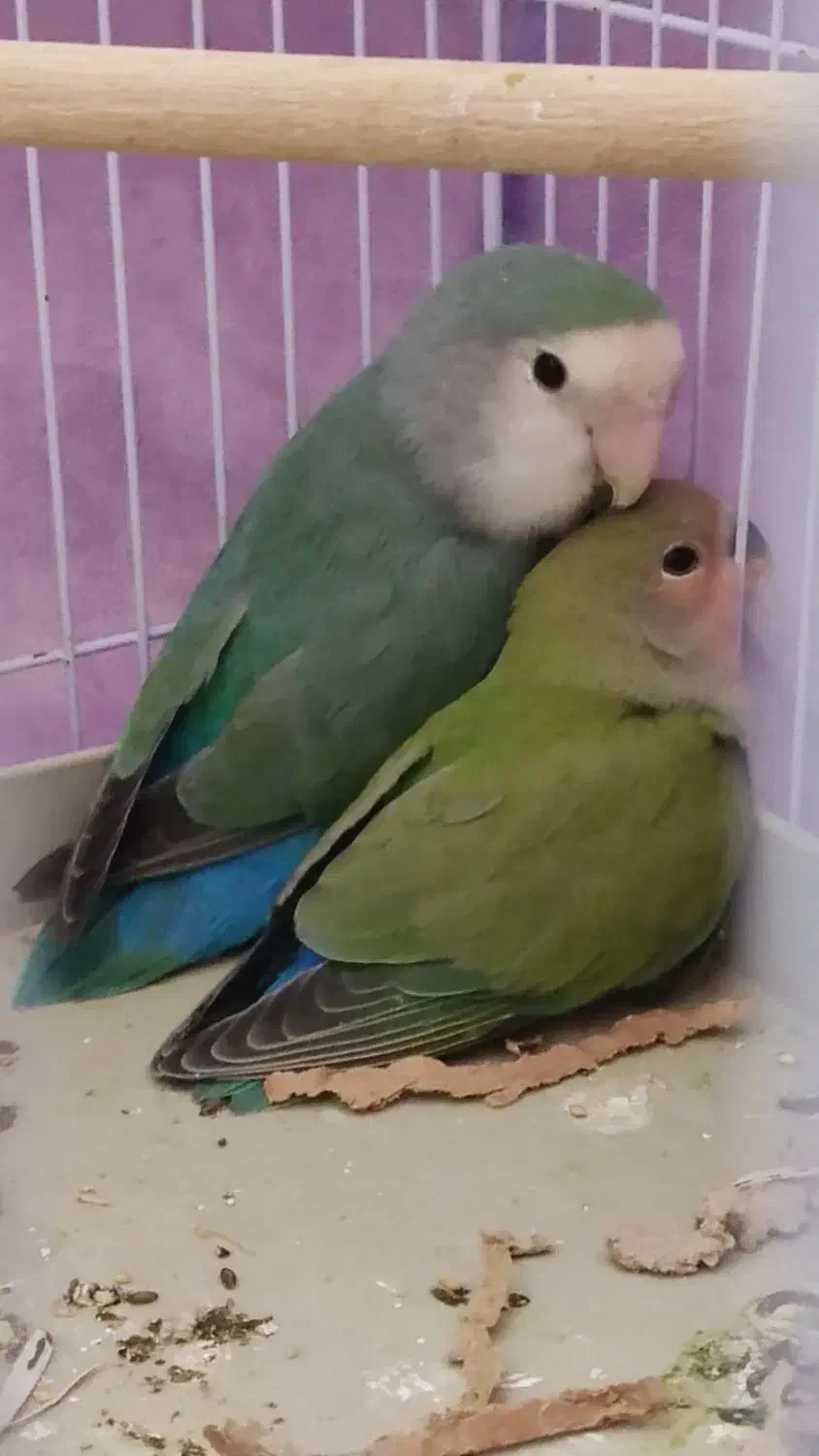 کوتوله برزیلی|پرنده|شیراز, کوشک میدان|دیوار