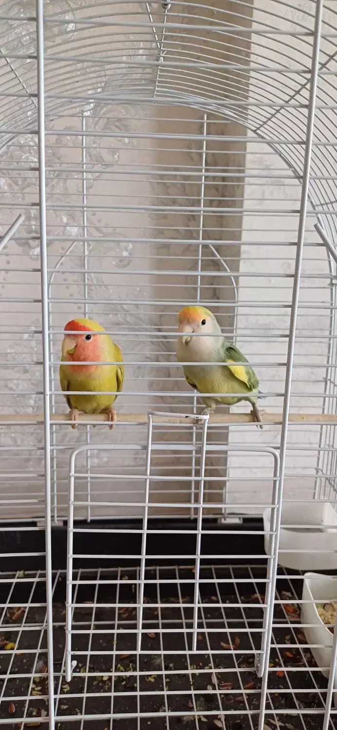 طوطی برزیلی|پرنده|کرمانشاه, |دیوار