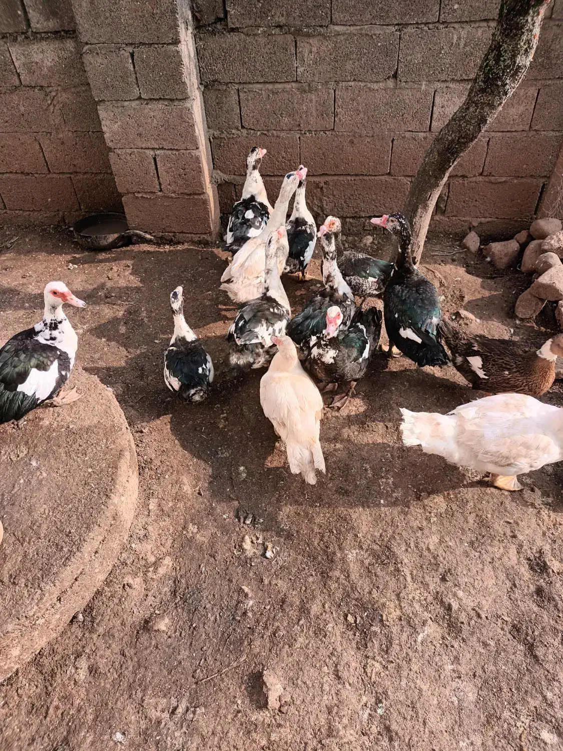 اردک|حیوانات مزرعه|لیسار, |دیوار