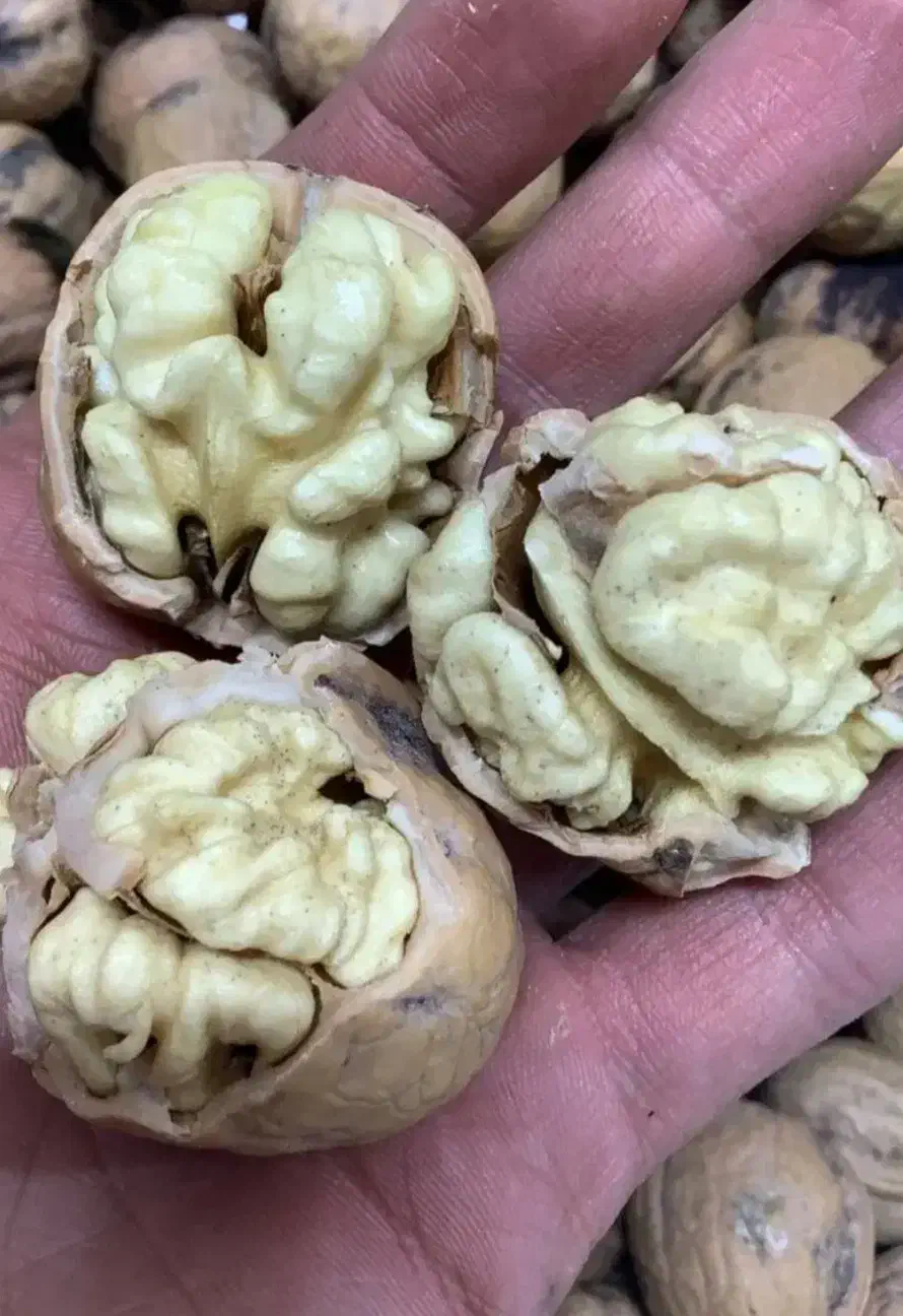 گردو پوست کاغذی تویسرکان ،بادام،مغز گردو،درجه ۱|خوردنی و آشامیدنی|شیراز, باغ تخت|دیوار
