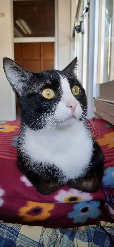 واگذاری گربه رایگان|گربه|قائم‌شهر, |دیوار