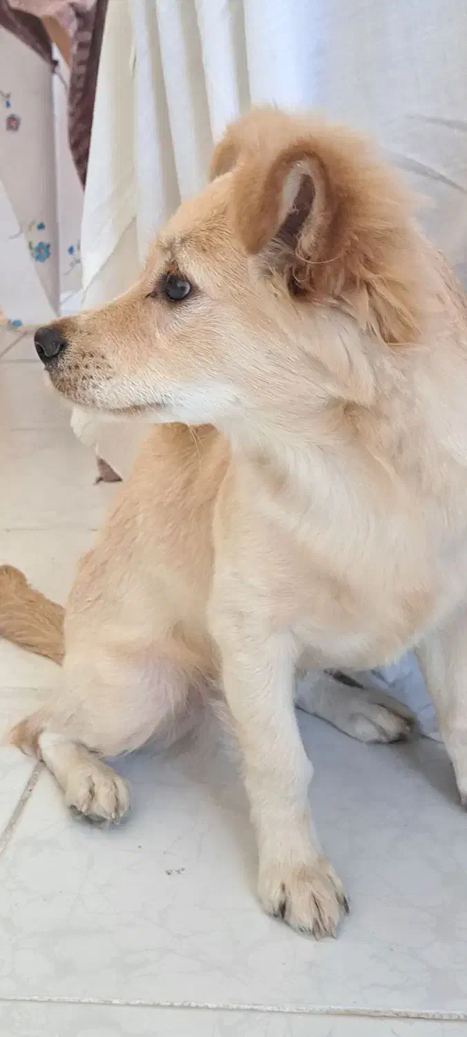 واگذاری سگ اشپیتز|سگ|اصفهان, شفق|دیوار