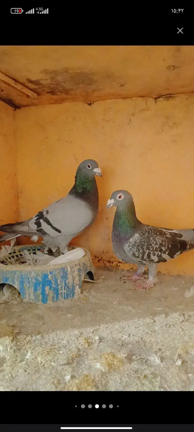 طوقی جفت وسبز جفت|پرنده|چناران, |دیوار