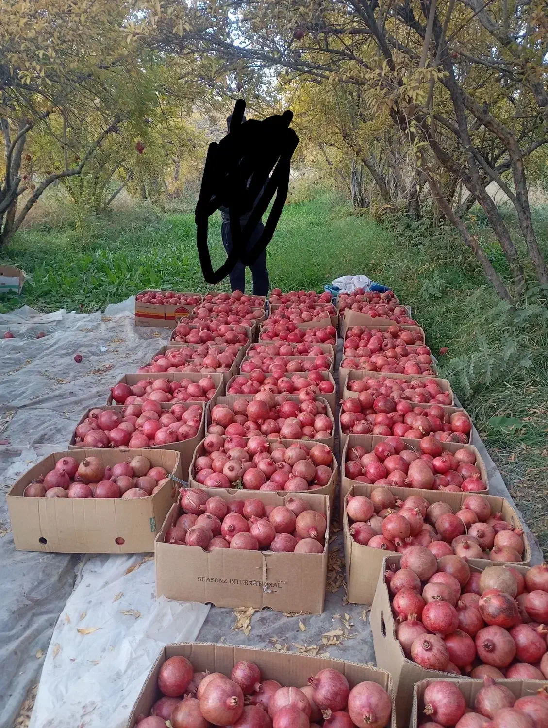 انار دانه زغالی جوشان|خوردنی و آشامیدنی|گلباف, |دیوار