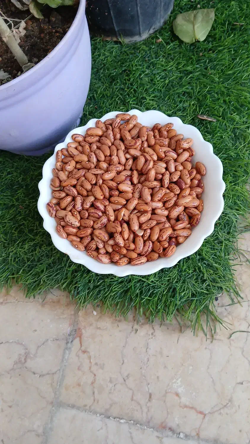 لوبیا چیتی|خوردنی و آشامیدنی|قم, باسکول|دیوار