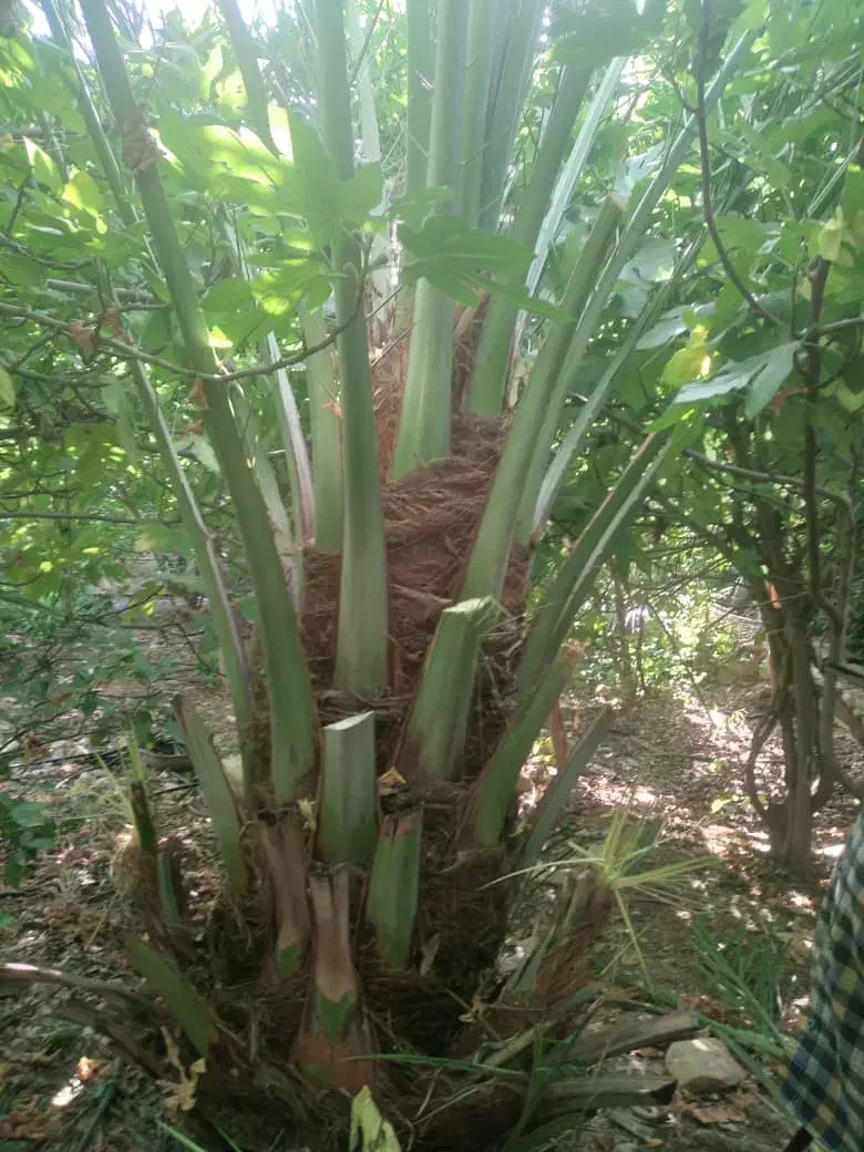 برش نخل ودرختان|خدمات باغبانی و درختکاری|بوشهر, |دیوار