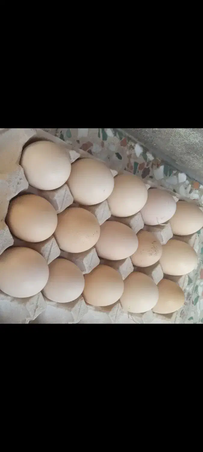 تخم لاری|حیوانات مزرعه|کوچصفهان, |دیوار