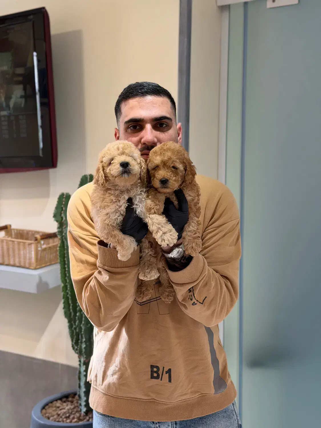 پودل طلایی|سگ|تهران, اختیاریه|دیوار