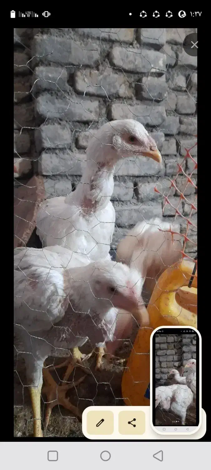 مرغ خروس لاری اصیل ۵ماه  معاوضه میکنی با کبوتر|حیوانات مزرعه|چناران, |دیوار