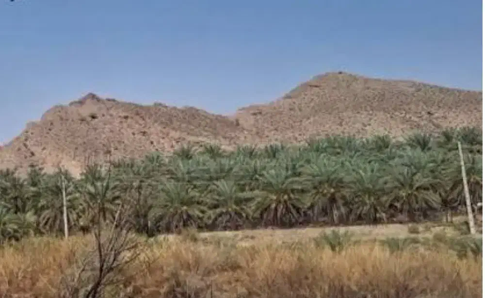 نیازمند به کارگر در باغ خرما|خدمات باغبانی و درختکاری|بندرعباس, |دیوار