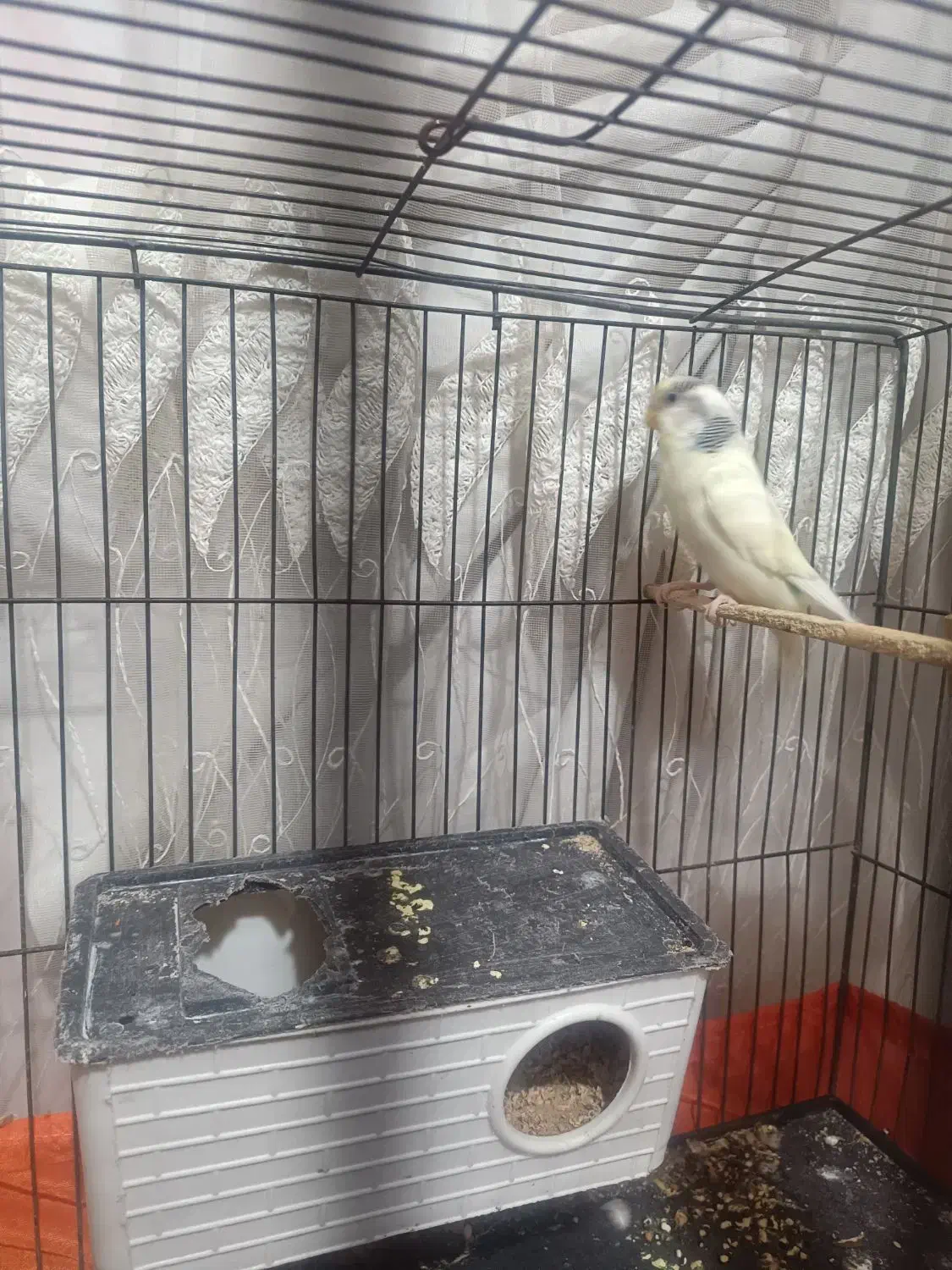 مرغ عشق مولد ماده|پرنده|بومهن, |دیوار