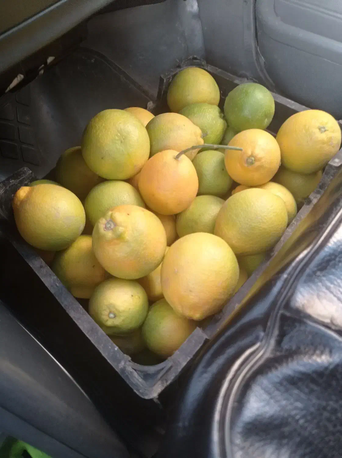 پرتقال تامسون|خوردنی و آشامیدنی|کردکوی, |دیوار