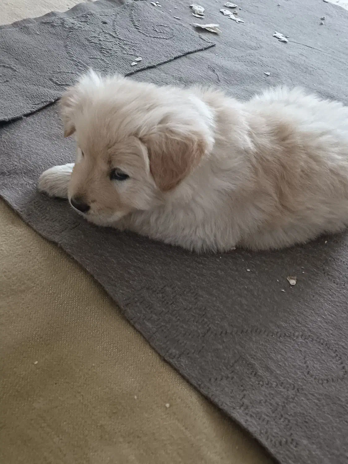 سگ چاو چاپ|سگ|بیضا, |دیوار