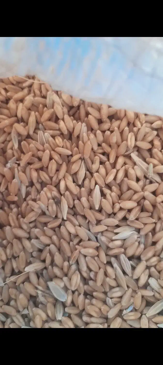 گندم|لوازم جانبی حیوانات|کرمانشاه, |دیوار