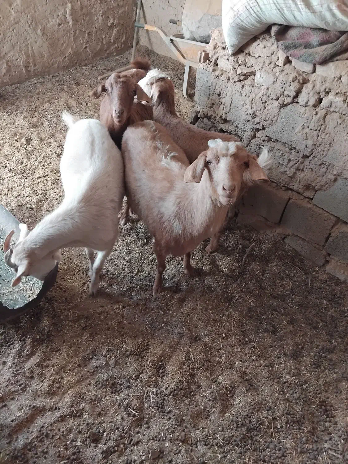 باسلام تعداد ۴عدد بز فروش|حیوانات مزرعه|قائن, |دیوار