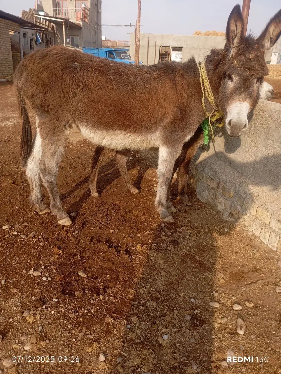 الاغ زاییده جوان|حیوانات مزرعه|تاکستان, |دیوار