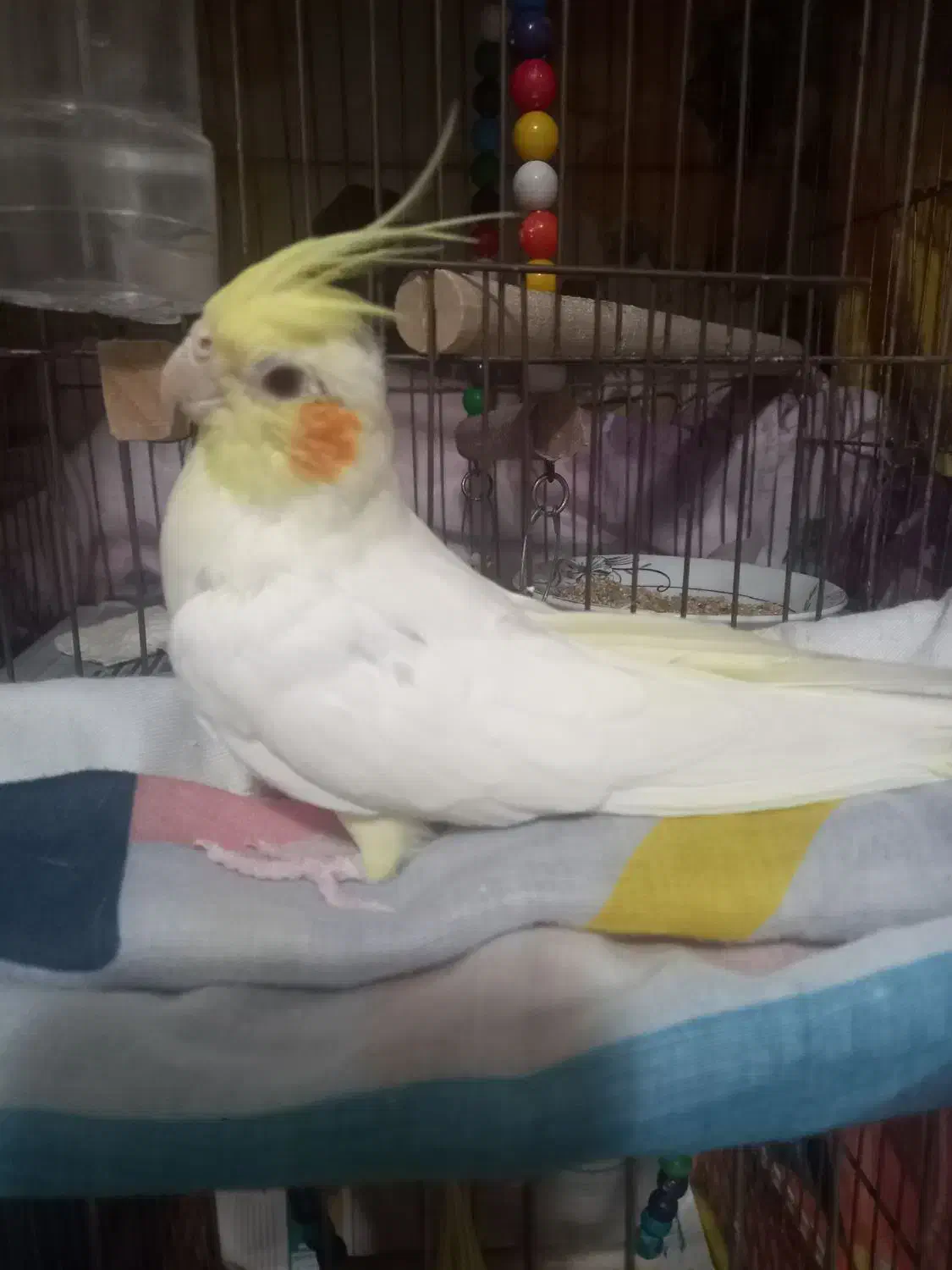 یک عدد عروس هلندی کاملا سالم|پرنده|فردیس, فرامرزیه|دیوار