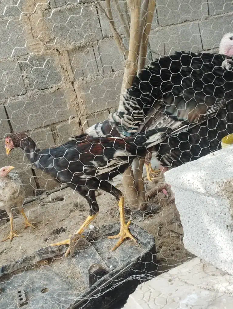 بوقلمون|حیوانات مزرعه|داراب, |دیوار