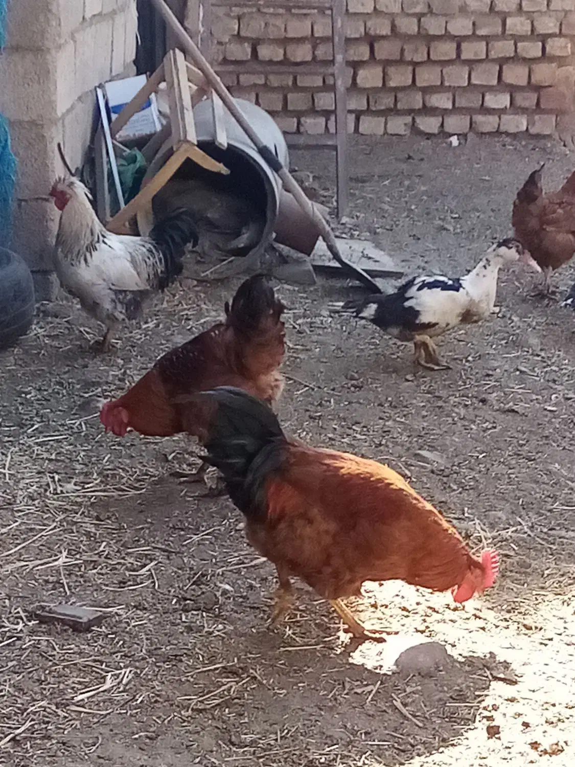 خروس وغاز محلی|حیوانات مزرعه|صائین قلعه, |دیوار