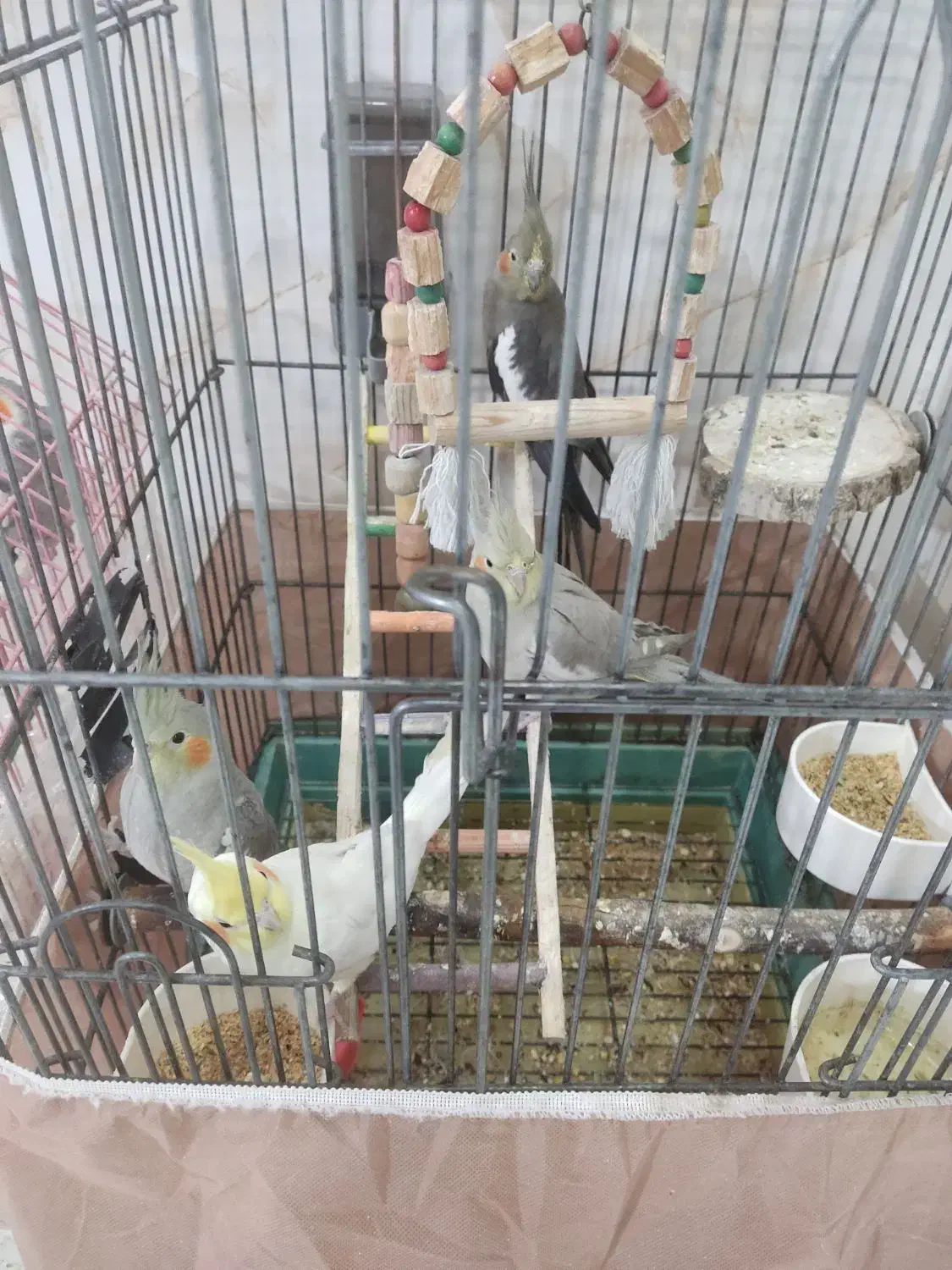 عروس هلندی|پرنده|نسیم‌شهر, |دیوار