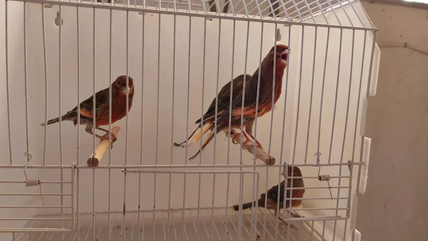 قناری نر|پرنده|بجنورد, |دیوار