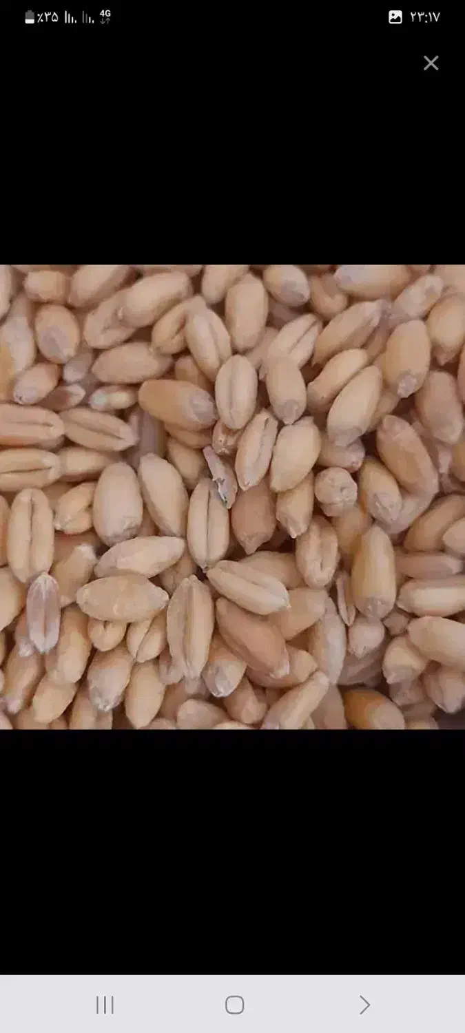 گندم آبی پیشگام بذر|خوردنی و آشامیدنی|کلیائی, |دیوار