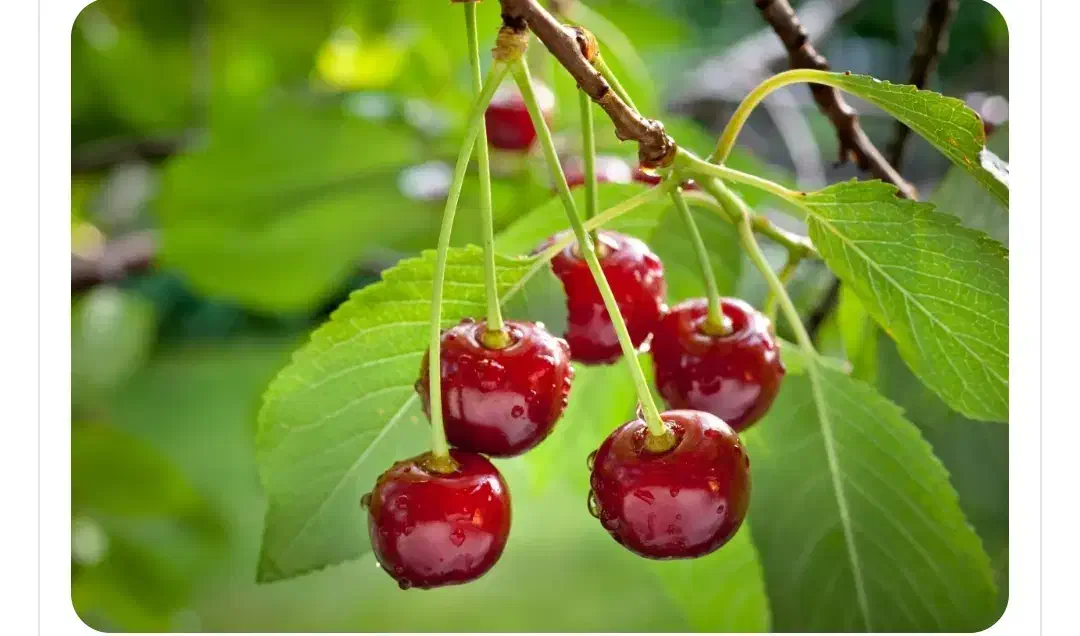 ویلا کوچک|فروش خانه و ویلا|کوهسار (البرز), |دیوار