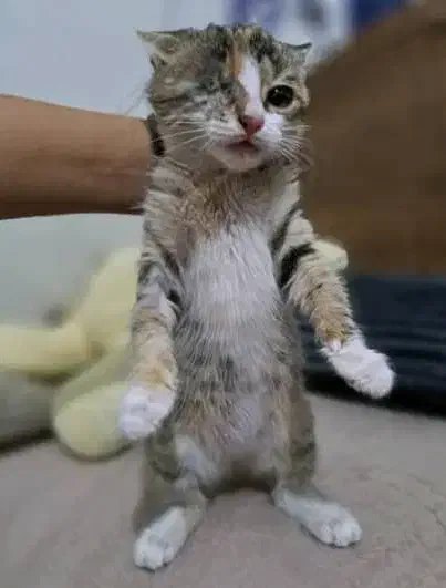 واگذاری بچه‌گربه ۲ماهه|گربه|ری, ظهیرآباد|دیوار