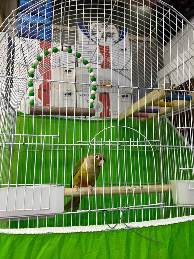 طوطی گرینچیک|پرنده|رشت, رشتیان|دیوار