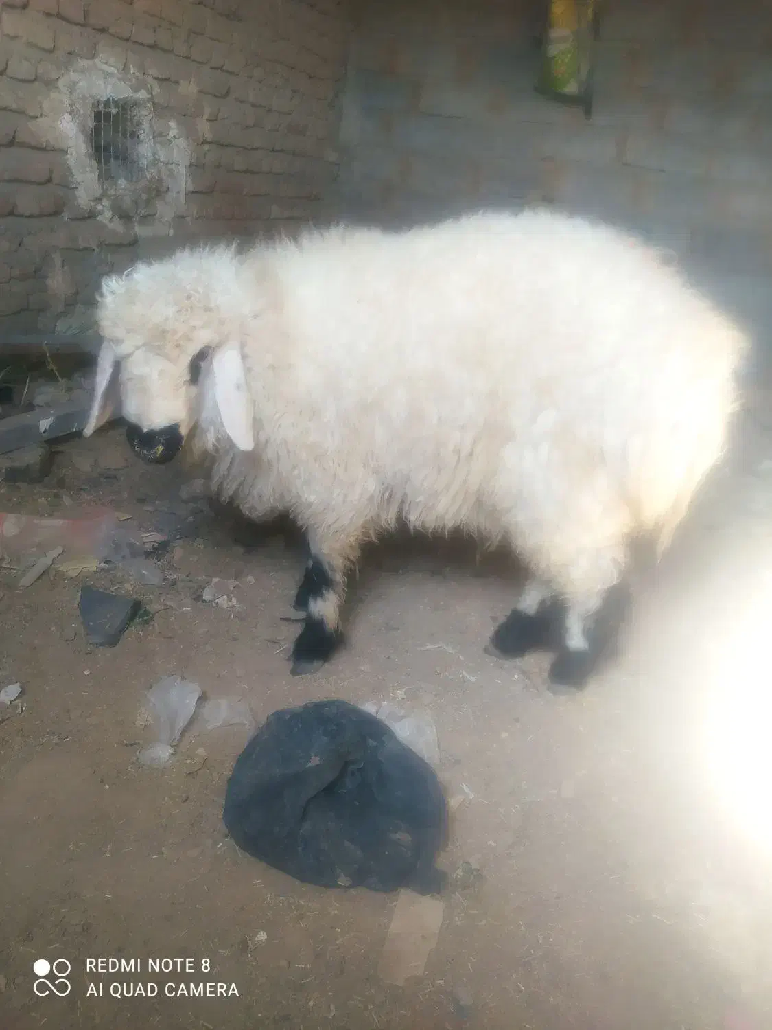 سه بره نر سنگین وزن ارکدام20کیلوگوشت|حیوانات مزرعه|زهک, |دیوار