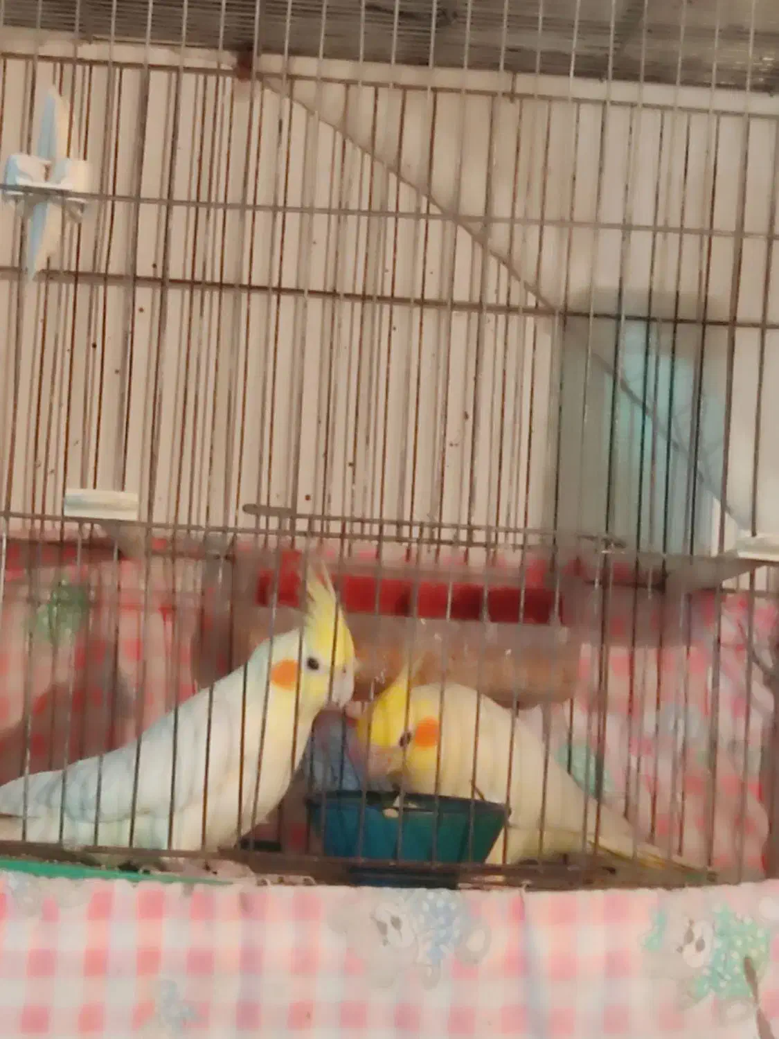 عروس هلندی خانگی در عجبشیر|پرنده|عجب شیر, |دیوار