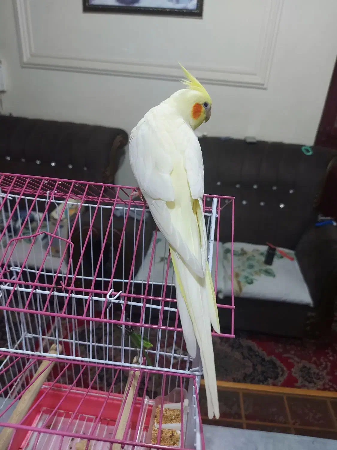 عروس هلندی لوتینو ماده رام شش ماهه مست مست|پرنده|رشت, یخسازی|دیوار