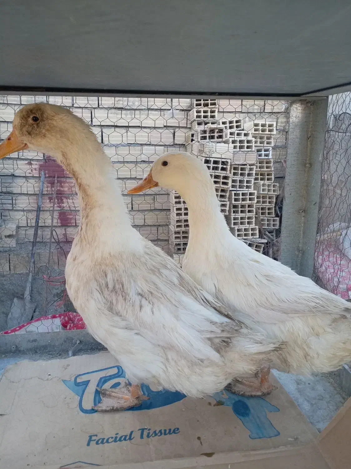 اردک جوان سالم و سرحال درشت وسنگین|حیوانات مزرعه|اصفهان, کوی امیریه|دیوار