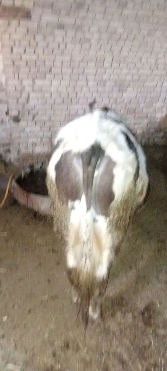 گاو نر|حیوانات مزرعه|باروق, |دیوار