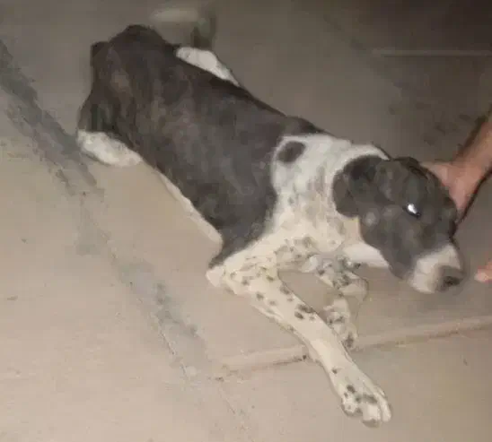 واگذاری سگ دورگ افغان وسرابی|سگ|بیرجند, |دیوار