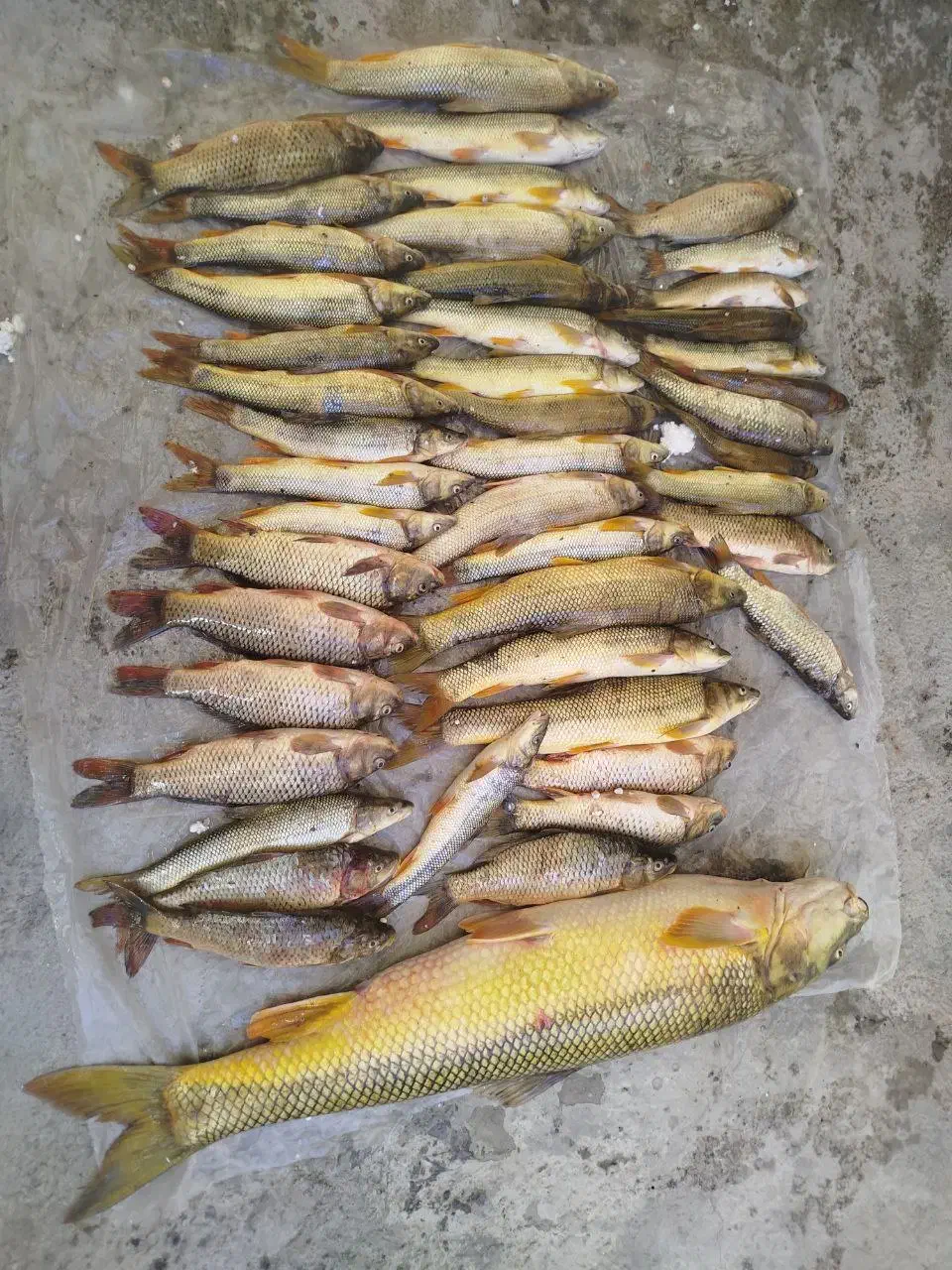 ماهی کردستان سد و رودخانه|ماهی|دیواندره, |دیوار