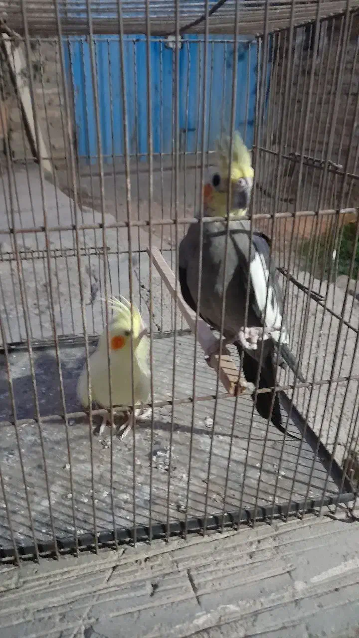 عروس هلندی نرو ماده|پرنده|گنبد کاووس, |دیوار