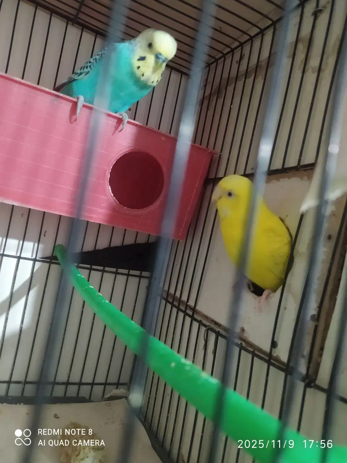 مرغ عشق انگلسی جفتی 400|پرنده|تربت جام, یحیی آباد|دیوار