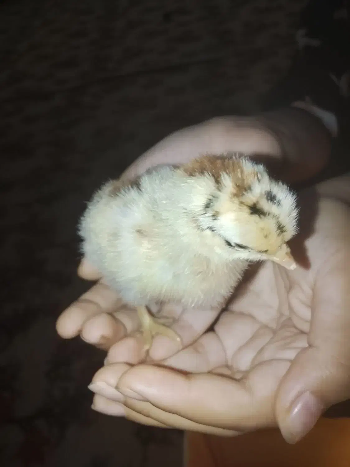 جوجه عربی|حیوانات مزرعه|اهواز, گلدشت|دیوار