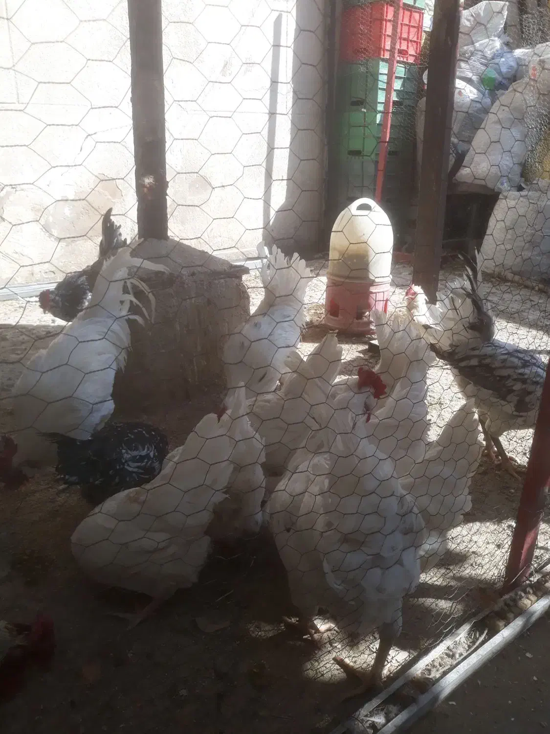 تخم مرغ گلین فول کیفیت|حیوانات مزرعه|شیراز, راهنمایی|دیوار