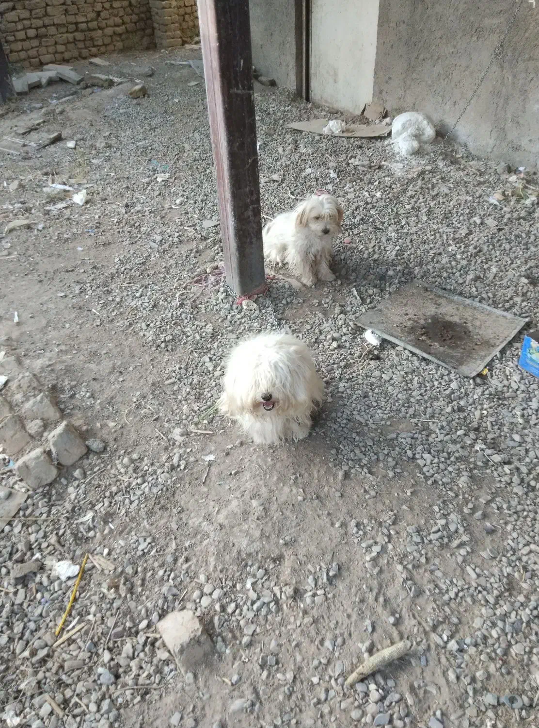 سگ پاکوتاه|سگ|بشاریات, |دیوار