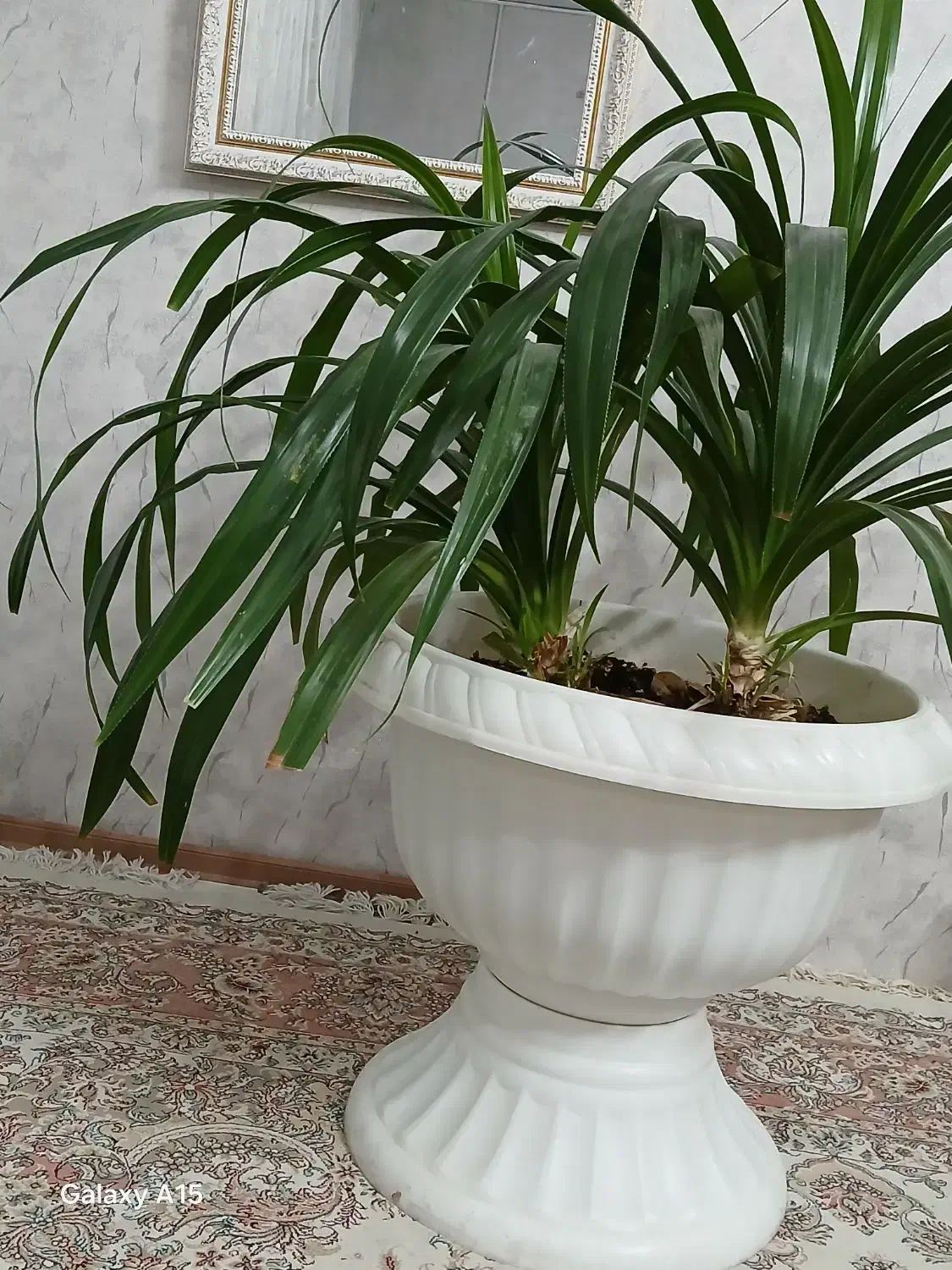 گل پاندانوس بسیار زیبا|گل و گیاه طبیعی|بوژگان, |دیوار