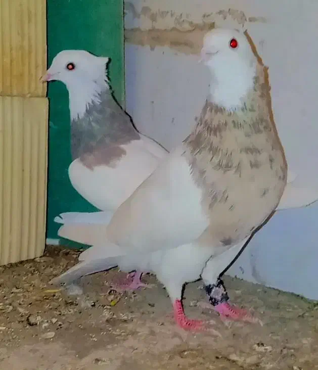 یک جفت پرشی قلمکار عتیقه و یک جفت طوقی خالدار|پرنده|سیرجان, |دیوار