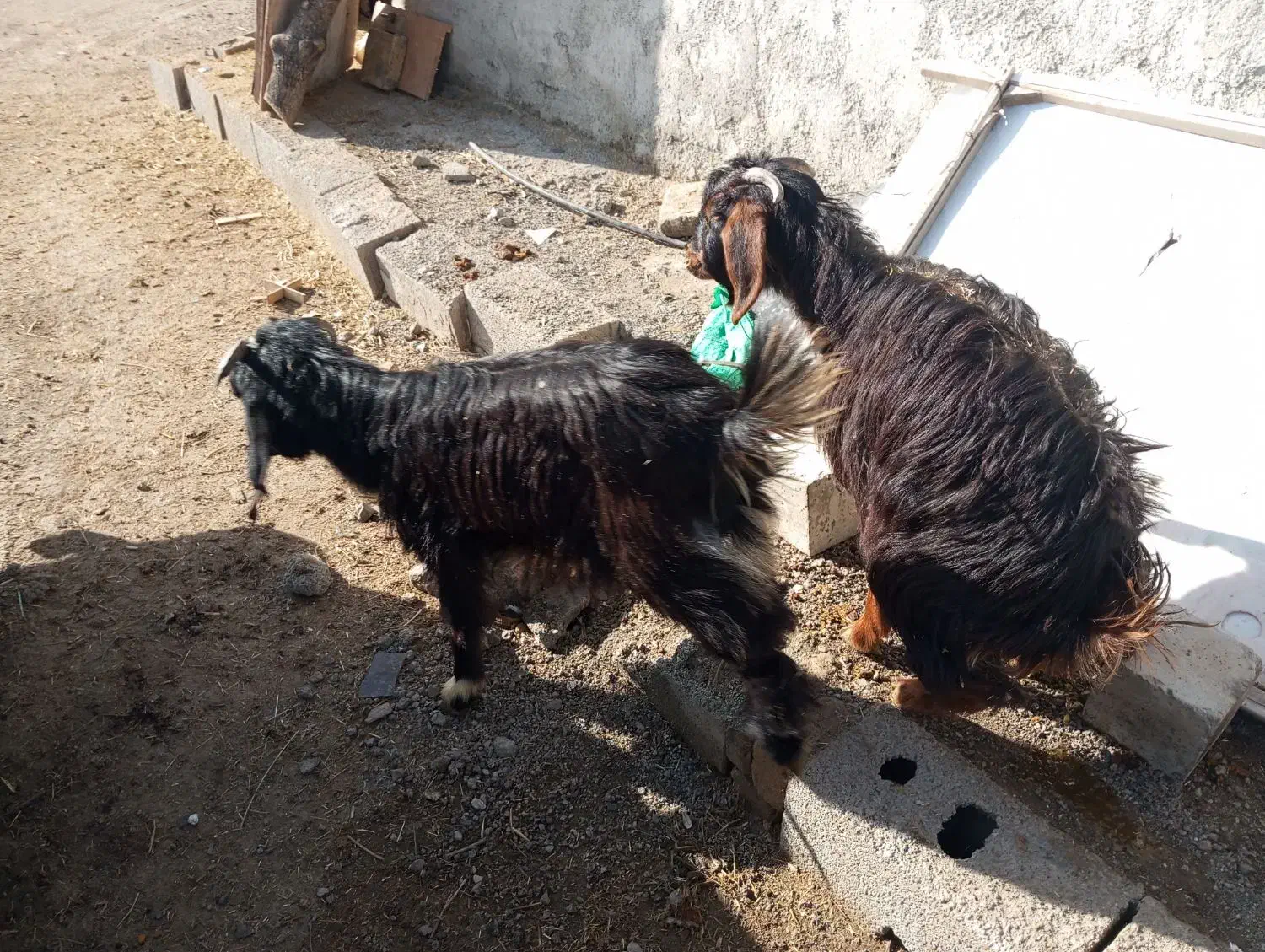 بزغاله|حیوانات مزرعه|کرمانشاه, |دیوار