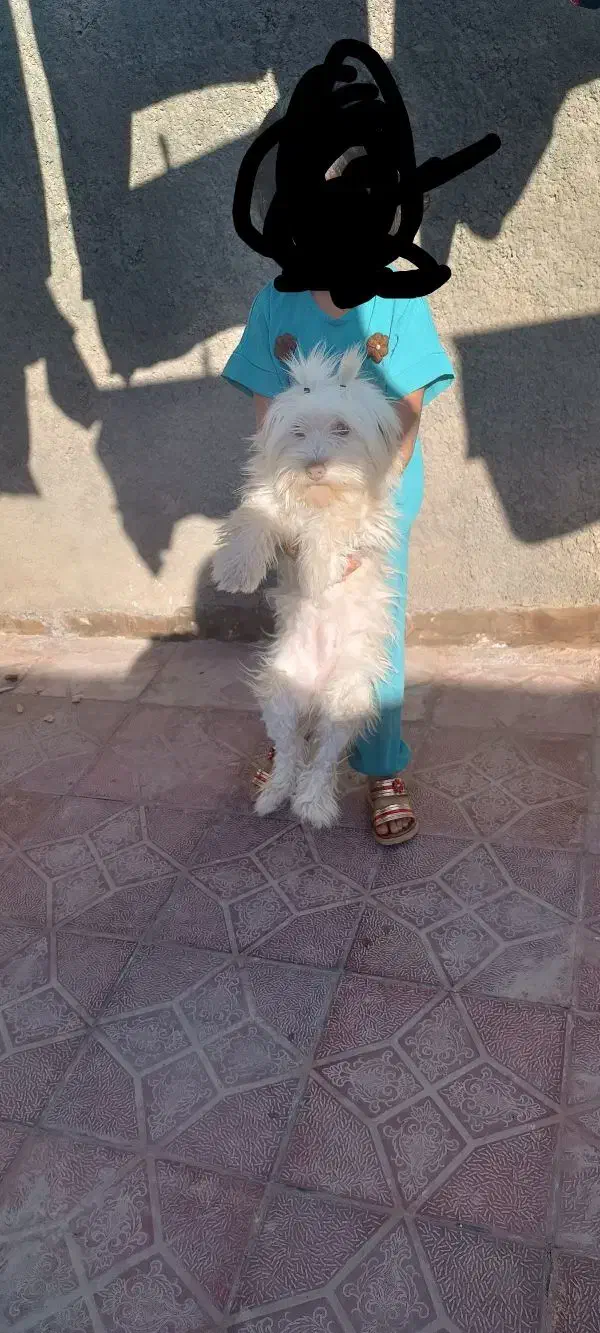 سلام پاپی خوشگل|سگ|تربت جام, یحیی آباد|دیوار