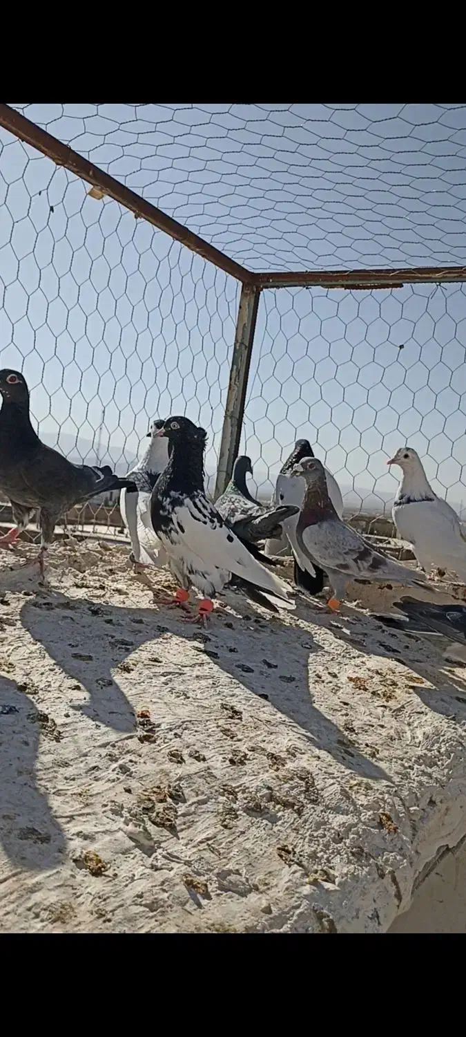 10تا کفتر بم فریمان|پرنده|قلندر آباد, |دیوار